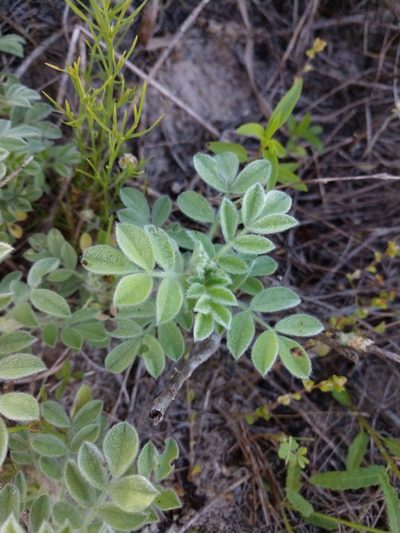 Dalea obovata, photographed by Cleveland Powell