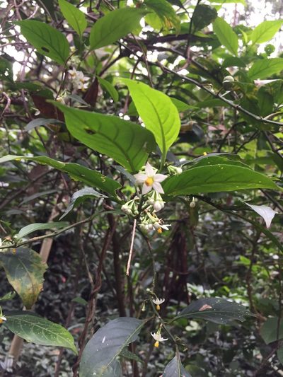 Solanum deflexiflorum, photographed by Samuel Peláez Vélez