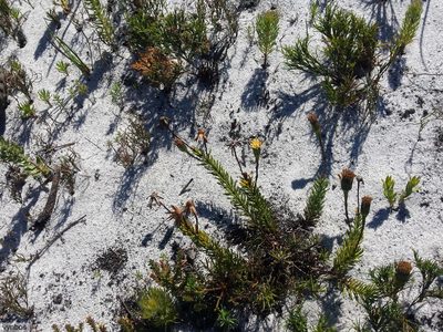 Senecio triqueter, photographed by Chris Vynbos