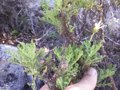 Arctotis aspera, photographed by Chris Vynbos