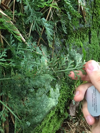 Asplenium theciferum, photographed by Samuel Peláez Vélez