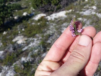 Erica similis, photographed by Chris Vynbos