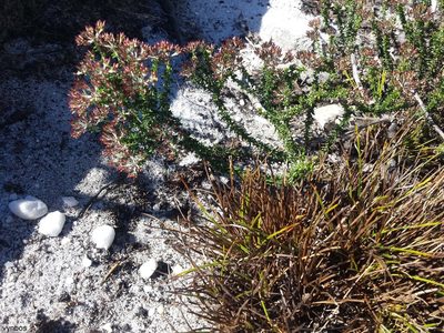 Ficinia anceps, photographed by Chris Vynbos