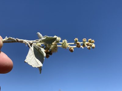 Ambrosia chenopodiifolia, photographed by Jim Riley