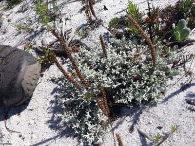 Helichrysum litorale, photographed by Chris Vynbos