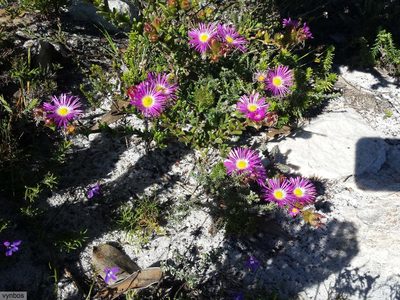 Erepsia bracteata, photographed by Chris Vynbos