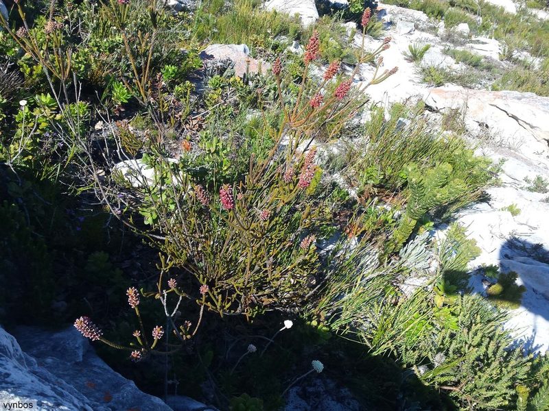 Audouinia capitata, photographed by Chris Vynbos