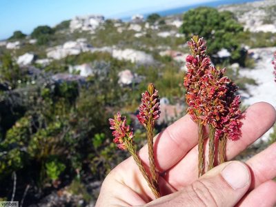 Audouinia capitata, photographed by Chris Vynbos