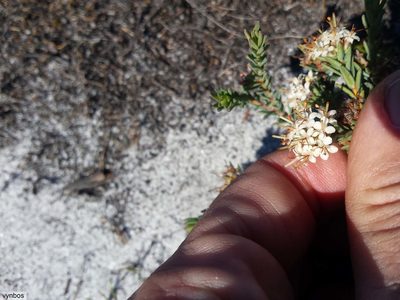 Macrostylis villosa, photographed by Chris Vynbos