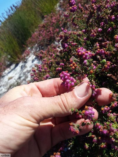 Erica clavisepala, photographed by Chris Vynbos