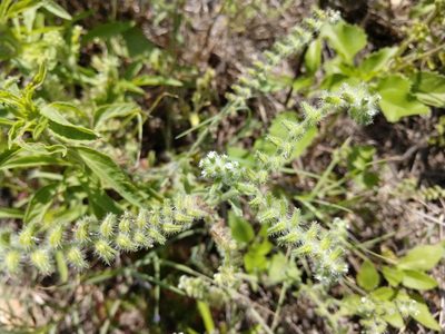 Cryptantha texana, photographed by Cleveland Powell