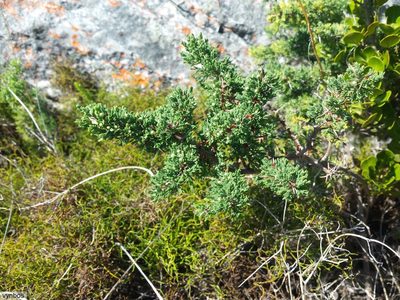 Asparagus stipulaceus, photographed by Chris Vynbos
