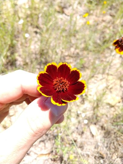 Thelesperma burridgeanum, photographed by Cleveland Powell