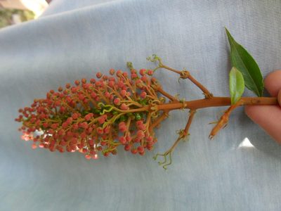 Mabea fistulifera, photographed by Márcia Martins