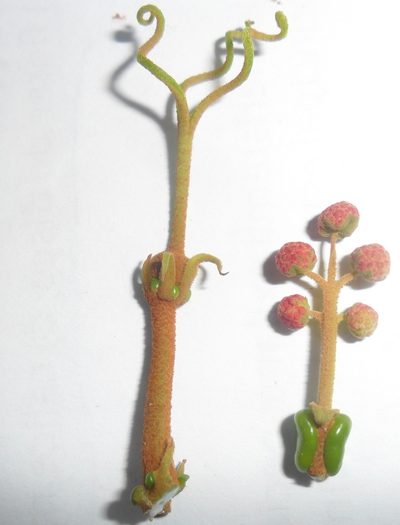 Mabea fistulifera, photographed by Márcia Martins