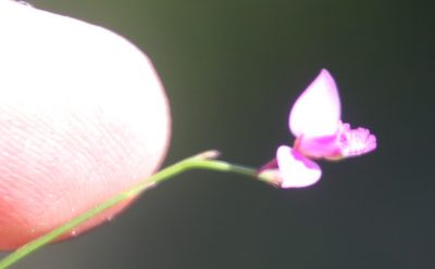Polygala nematocaulis, photographed by Tony Rebelo