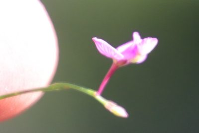 Polygala nematocaulis, photographed by Tony Rebelo