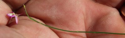 Polygala nematocaulis, photographed by Tony Rebelo