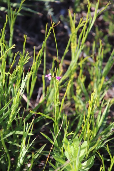 Polygala nematocaulis, photographed by Tony Rebelo