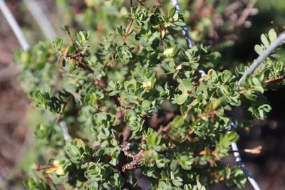 Cliffortia carinata, photographed by Tony Rebelo