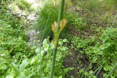 Juncus textilis, photographed by Judy