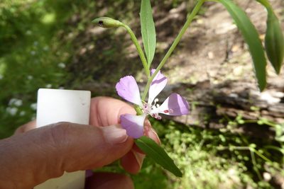 Clarkia delicata, photographed by Judy