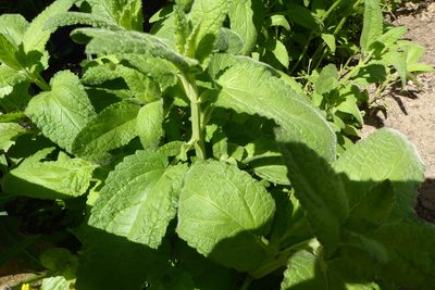 Stachys stebbinsii, photographed by Judy