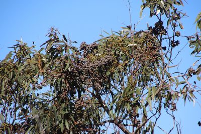 Eucalyptus gomphocephala, photographed by Tony Rebelo