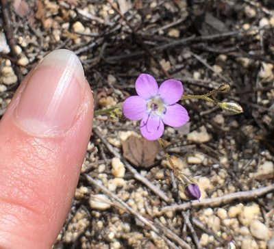 Gilia diegensis, photographed by Rachel Allingham