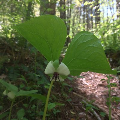 Trillium rugelii, photographed by sarahalder