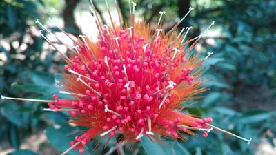 Stifftia chrysantha, photographed by Márcia Martins