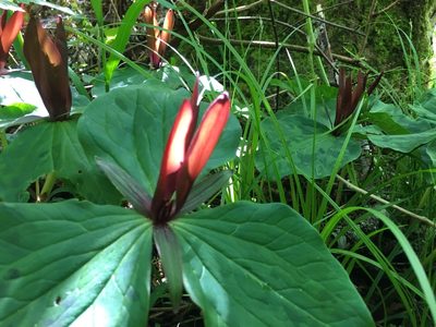 Trillium kurabayashii, photographed by Jon Lee