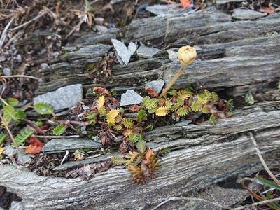 Leptinella scariosa, photographed by María Regina Silva