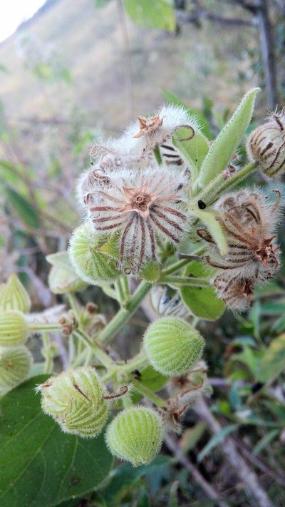 Pavonia malacophylla, photographed by Márcia Martins