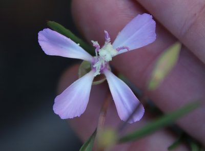 Clarkia delicata, photographed by Millie Basden