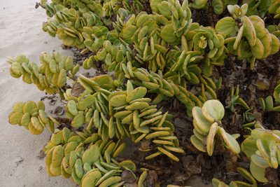 Zygophyllum stapffii, photographed by John Barkla