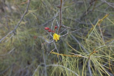 Parkinsonia africana, photographed by John Barkla