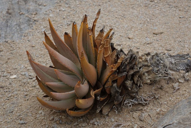 Aloe asperifolia, photographed by John Barkla