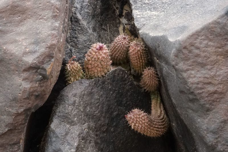 Hoodia pedicellata, photographed by John Barkla