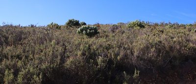Leucospermum conocarpodendron, photographed by Tony Rebelo
