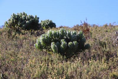 Leucospermum conocarpodendron, photographed by Tony Rebelo