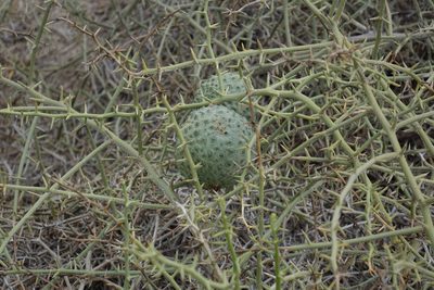 Acanthosicyos horridus, photographed by John Barkla