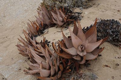 Aloe asperifolia, photographed by John Barkla