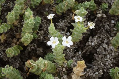 Jamesbrittenia maxii, photographed by John Barkla