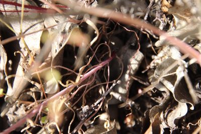Thysanocarpus laciniatus, photographed by Millie Basden