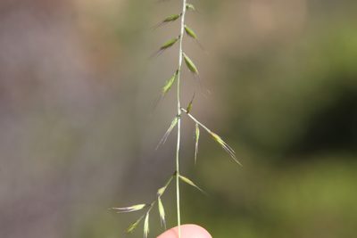 Festuca microstachys, photographed by Millie Basden
