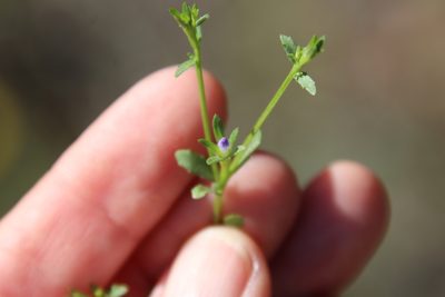 Githopsis diffusa, photographed by Millie Basden