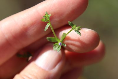 Githopsis diffusa, photographed by Millie Basden