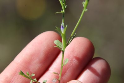 Githopsis diffusa, photographed by Millie Basden