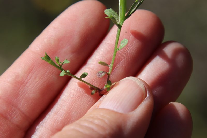 Githopsis diffusa, photographed by Millie Basden